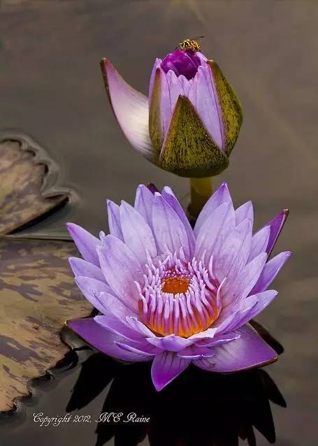 戒行为基，莫认空壳假圣